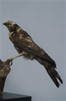 藏品(日本松雀鷹)的圖片